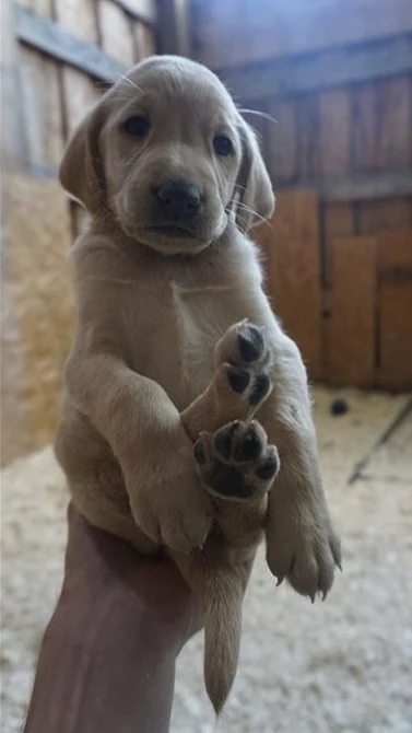 Zelda as a young puppy, held up in one hand with her paws in the air, in a wooden barn